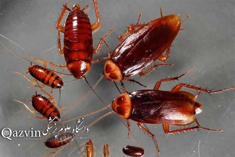 سوسک‌ها ناقلان پنهان سالمونلا هستند