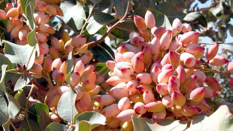 آغاز برداشت پسته در قزوین