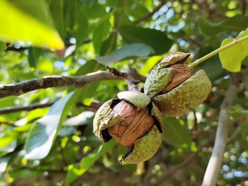 برداشت گردو در قزوین آغاز شد