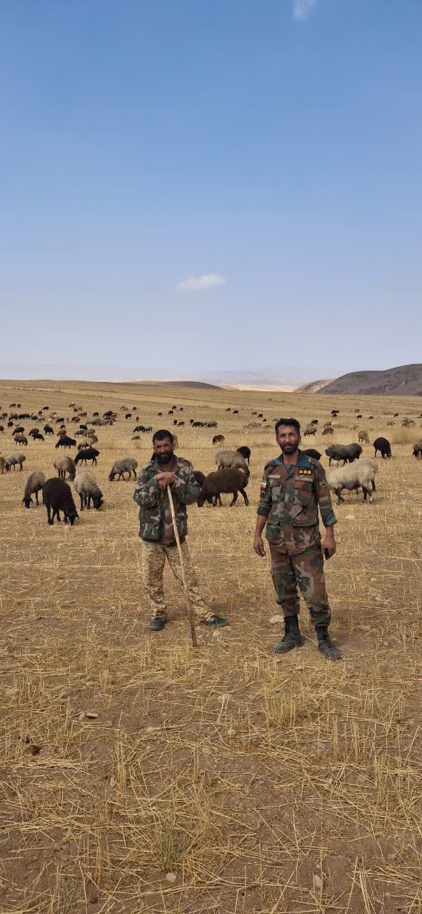 ساماندهی چرای دام در مراتع آوج