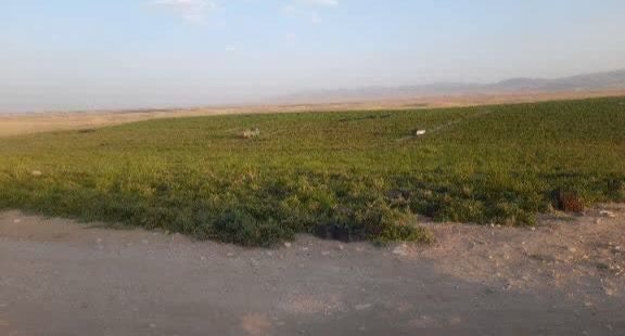بررسی کشت صیفی‌جات در اراضی ملی تاکستان
