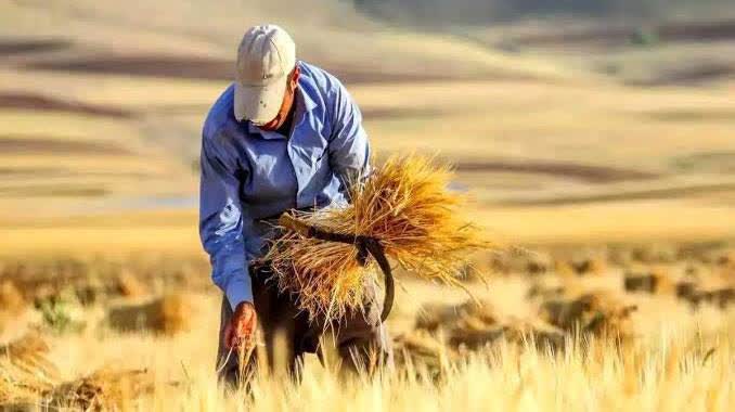 تولید ۱۴.۵ میلیون تن گندم در کشور؛ تسویه ۹۵ درصد مطالبات گندمکاران