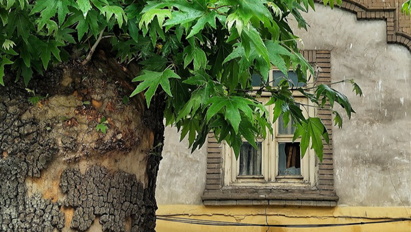 پایان تلخ عمر ۸۰۰ ساله چنار زگلیک