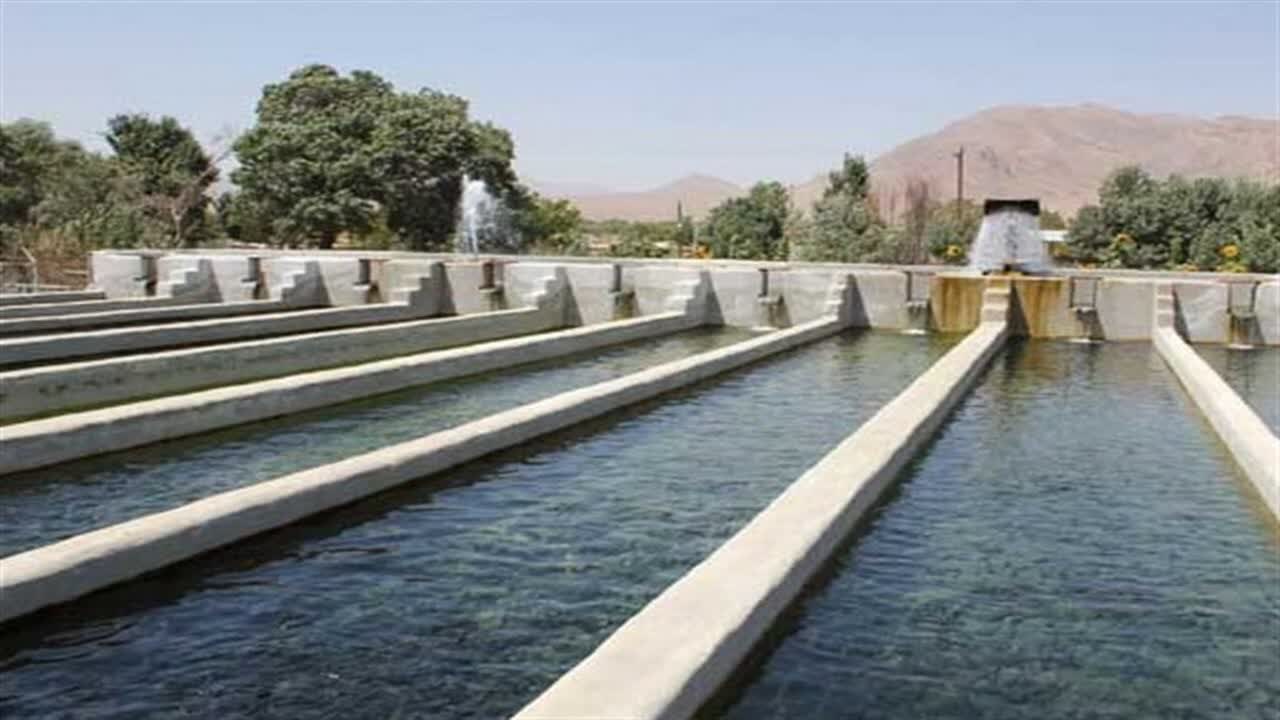 تولید بیش از ۲ هزار تن ماهی سردابی در قزوین طی نیمه نخست سال ۱۴۰۵