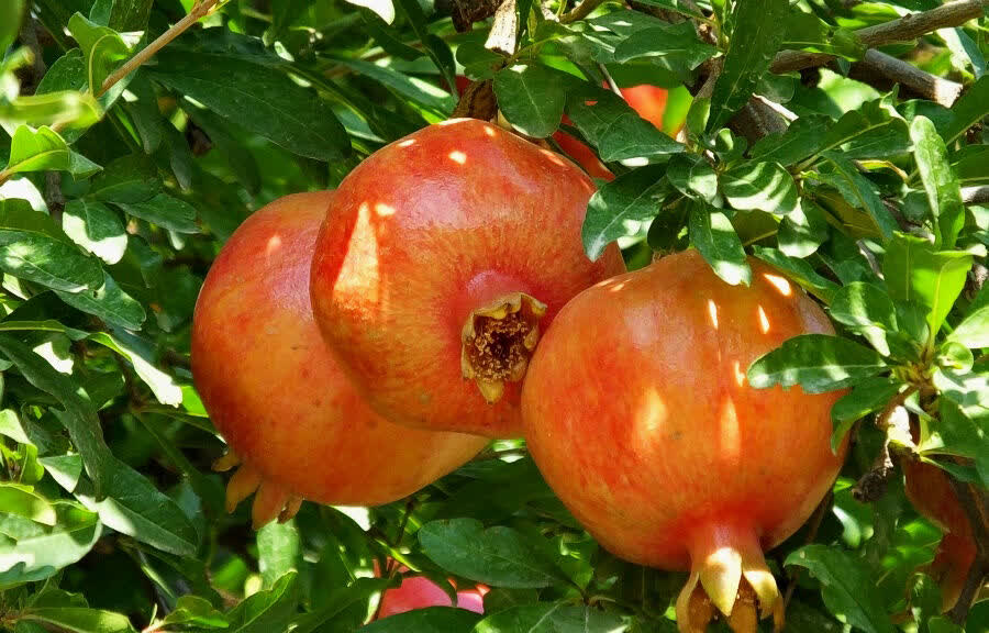 برداشت انار در قزوین آغاز شد؛ پیش‌بینی تولید ۲ هزار تن