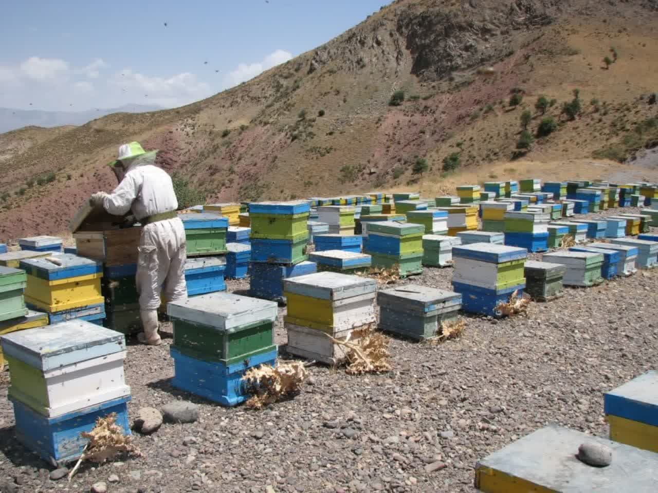 سرشماری زنبورستان‌های قزوین از دوم آبان