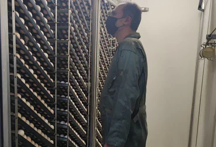 نظارت دامپزشکی قزوین بر کارخانجات جوجه‌کشی؛ انجام ۵۸۵ آزمایش در سه ماه نخست سال