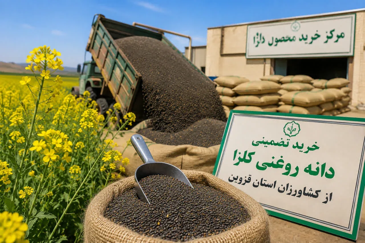 آغاز خرید تضمینی کلزا در قزوین؛ پیش‌بینی خرید بیش از ۱۵۰۰ تن دانه روغنی از کشاورزان