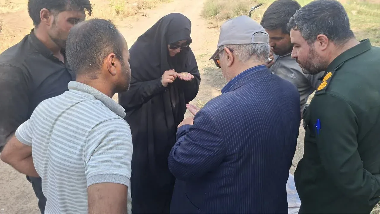 نظارت جهاد کشاورزی تاکستان بر برداشت گندم ضیاءآباد؛ کنترل سن‌زدگی و سیاهک پیش از خرید تضمینی