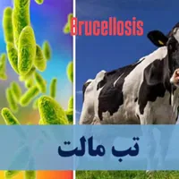 آموزش پیشگیری از بروسلوز برای دامداران قزوین