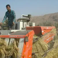 برداشت برنج در قزوین آغاز شد