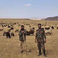 ساماندهی چرای دام در مراتع آوج