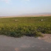 بررسی کشت صیفی‌جات در اراضی ملی تاکستان