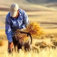 تولید ۱۴.۵ میلیون تن گندم در کشور؛ تسویه ۹۵ درصد مطالبات گندمکاران
