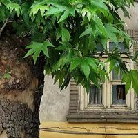 پایان تلخ عمر ۸۰۰ ساله چنار زگلیک