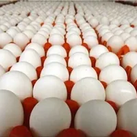 قزوین چهارمین تولیدکننده تخم‌مرغ کشور شد