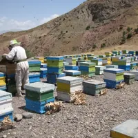 سرشماری زنبورستان‌های قزوین از دوم آبان