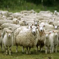 جریمه ۵۶ میلیارد ریالی متخلف حمل دام در تاکستان